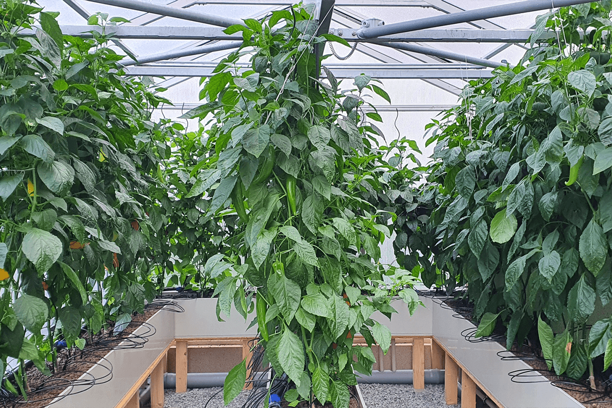 automated_hydroponic_greenhouse_peppers